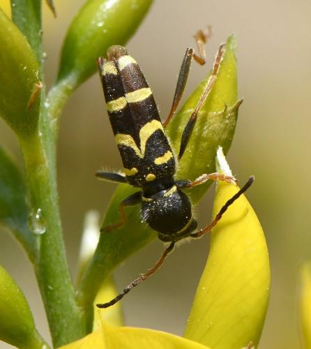 Clytus arietis
